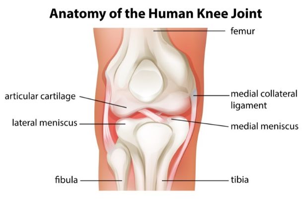 Anatomie kolena