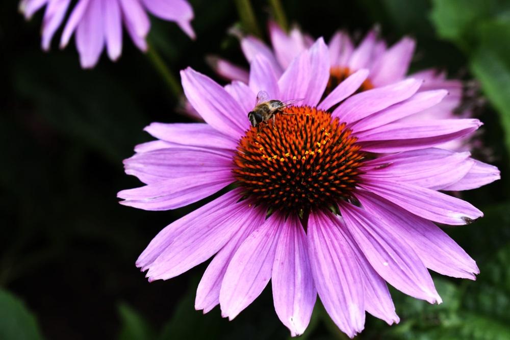 Echinacea - pomáhá zmírnit onemocnění a urychluje zotavení