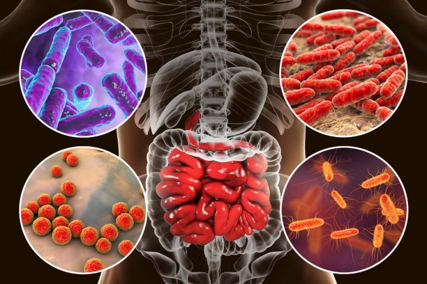 Jak ozdravit mikrobiotu? Drobný chronický zánět střev oslabuje organismus