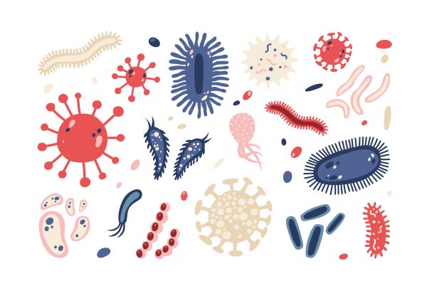 Imunita je ovlivněna složením mikrobioty