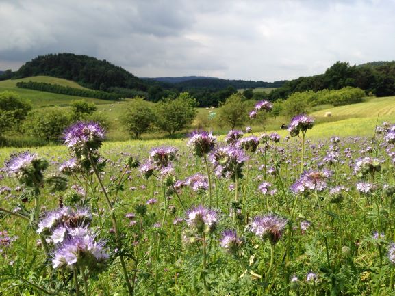 Country Life – V souladu s přírodou