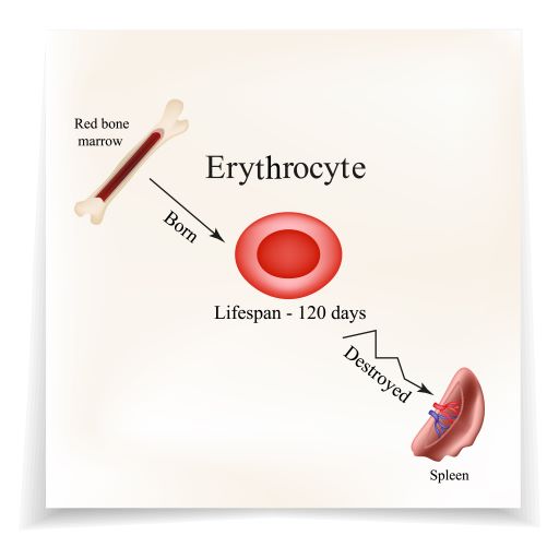 erytrocyty