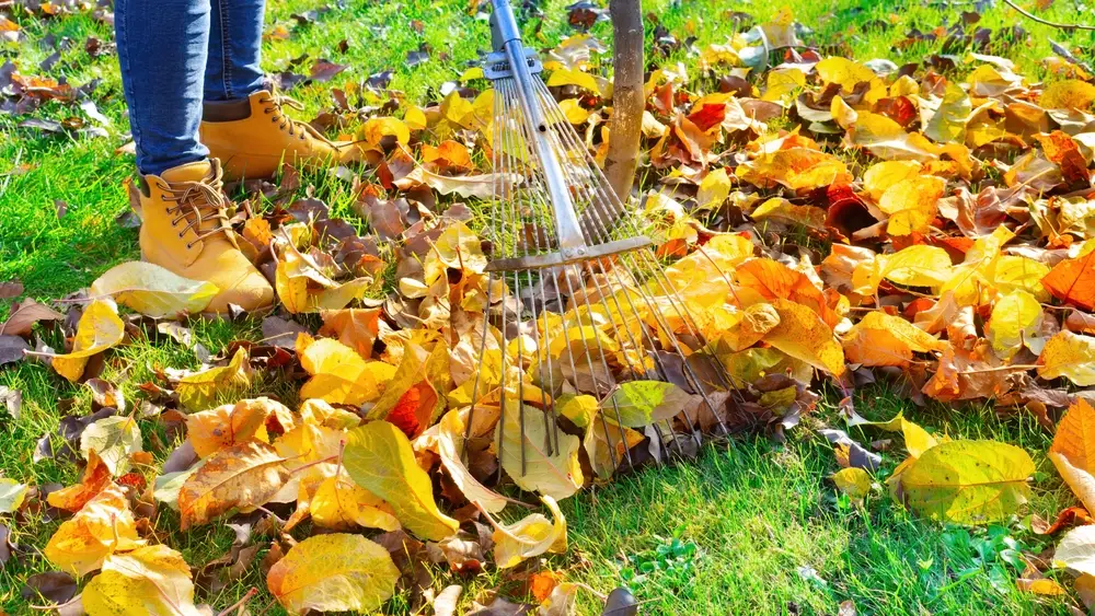 práce na zahradě - hrabání listí