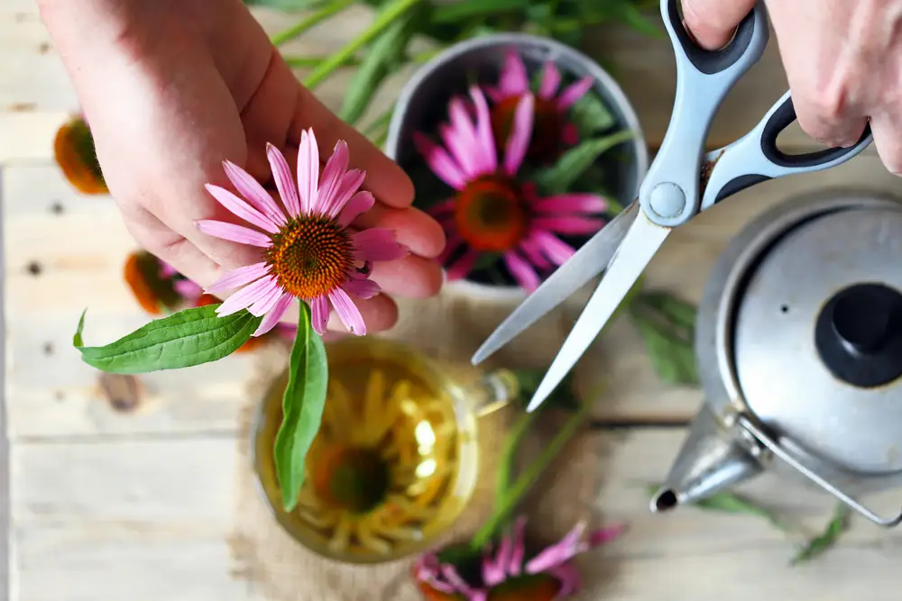 echinacea