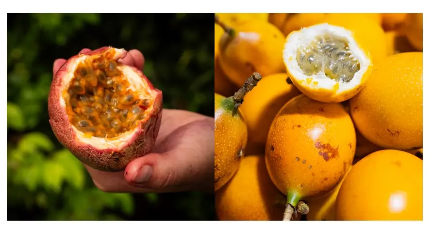 marakuja - odrůdy Rubi a Granadilla