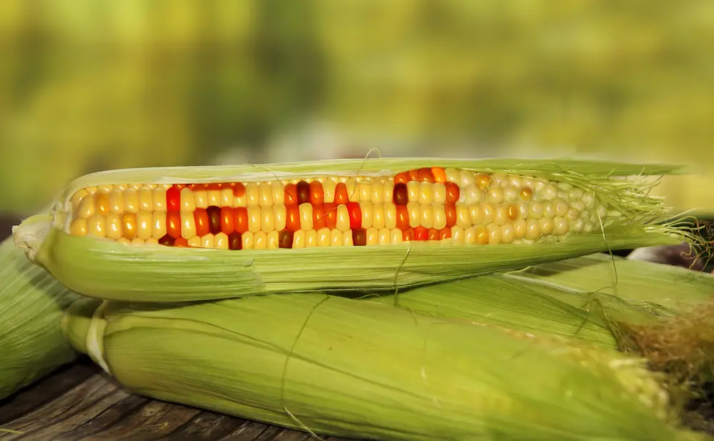 Geneticky modifikované potraviny – víte o nich vše důležité?