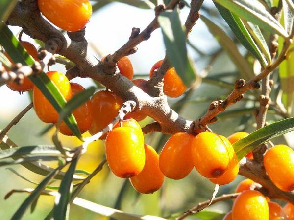 Rakytník – oranžová pokladnice vitamínů