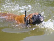 Se psem je možné i plavat